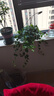 常春藤盆栽室內(nèi)垂吊植物好養(yǎng)水培綠植凈化空氣除甲醛四季常青長青 1盆青葉常春藤(長 50 厘米左右)簡易盆配吊鉤 曬單實拍圖