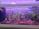 德克（D&A）溪流缸客廳生態(tài)缸桌面魚缸一體缸自循環(huán)免換水懶人造景養(yǎng)魚水族箱 北溪1號-白（滑蓋+架燈款） 81.2x31.2x32cm 曬單實拍圖