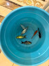 錦鯉魚活體觀賞魚活魚小型易養(yǎng)冷水淡水魚小魚苗錦鯉金魚好看錦鯉 8-10cm 五彩錦鯉混搭5條 曬單實拍圖