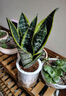 金邊虎皮蘭盆栽多肉植物水培好養(yǎng)綠植室內(nèi)花卉客廳大型虎尾蘭陽臺 【推薦3盆裝】30cm3棵虎皮蘭【早安盆】 曬單實(shí)拍圖
