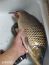鱘海19調(diào)魚竿谷麥竿前打竿不剪線定位碳素超輕超硬逗釣魚竿釣魚竿手竿 19調(diào)7.0米+自動(dòng)卸力全包谷麥輪 曬單實(shí)拍圖