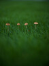 富士（FUJIFILM）GF 55mm F1.7 R WR 中畫幅定焦鏡頭 F1.7超大光圈 等效44mm人眼視角自動(dòng)對(duì)焦人像靜物風(fēng)光 官方標(biāo)配【全新未拆】 - 曬單實(shí)拍圖