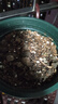 花沃里 太陽花種子混色約200粒 花卉種子家庭盆栽陽臺/辦公室/庭院草籽 曬單實拍圖