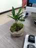 羅漢松指尖微型小盆栽桌面迷你拇指綠植掌中寶盆景觀葉擺件好養(yǎng)活 羅漢松-拇指凌云盆 曬單實拍圖