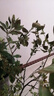 藍莓樹(shù)果苗藍莓苗盆栽地栽果苗帶大果南北方種植苗兔眼綠寶石果樹(shù) 8年苗_黑珍珠/帶葉帶土發(fā)貨 曬單實(shí)拍圖