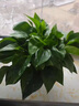 植物復(fù)活液枯樹(shù)黃葉成活液爛根爛苗強(qiáng)力生根劑植物花卉通用營(yíng)養(yǎng)液 一瓶灌根【植物花卉樹(shù)木通用】 曬單實(shí)拍圖
