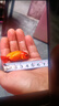 泰獅金魚(yú)活冷水魚(yú)淡水魚(yú)鎏金蘭壽紅獅金魚(yú)觀賞魚(yú)好養(yǎng)耐活魚(yú)活體魚(yú) 6-8cm紅白鎏金+紅泰獅+紅蘭壽 曬單實(shí)拍圖