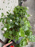 重瓣茉莉花盆栽濃香型南方四季開花帶盆驅(qū)蚊綠植花卉室內(nèi)陽臺庭院 茉莉4~5棵帶花苞發(fā)貨【送郁金香高檔陶瓷盆】 曬單實拍圖