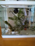 森森（SUNSUN）魚缸水族箱生態(tài)桌面金魚缸玻璃小型客廳制氧過濾免換水家用缸 高清玻璃 230白色標(biāo)配 （帶20件套） 曬單實(shí)拍圖