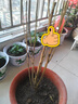 倒掛金鐘盆栽四季開(kāi)花耐寒耐熱南北方種植盆栽樹(shù)苗陽(yáng)臺花卉 H1倒掛金鐘盆栽花卉 7年老樁/開(kāi)花大量 曬單實(shí)拍圖