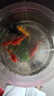 中國紅冷水淡水觀賞魚錦鯉魚活魚金魚小型好養(yǎng)紅鯉魚純種小錦鯉 10-12cm長紅金3條 曬單實(shí)拍圖