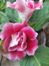 秋穎山東重瓣芙蓉花帶花苞大巖桐盆栽四季開(kāi)花苗好養陽(yáng)臺室內花卉植物 美組合：4種顏色各1盆 曬單實(shí)拍圖