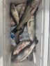 達億瓦（DAIWA）SPARTAN IC泰國進口船釣輪路亞輪數(shù)顯輪近海慢搖鐵板釣魚輪漁線輪 200H 單搖把 6.3速比 右手型 曬單實拍圖