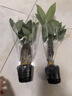 懶人水培綠植九里香綠蘿文竹室內(nèi)易養(yǎng)凈化空氣花卉盆栽植物花卉 發(fā)財樹1顆【不含盆】土培水培皆可15-20cm 曬單實拍圖