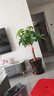 臨雅喬遷開(kāi)業(yè)發(fā)財樹(shù)綠植客廳大盆栽門(mén)店擺放凈化空氣室內辦公室植物 發(fā)財樹(shù)1.2-1.3m【招財進(jìn)寶瓷盆】 曬單實(shí)拍圖