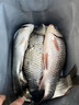 小鳳仙金海夕魚鉤正品綁好子線雙鉤成品套裝野釣有刺鯽鯉魚鉤子40付袖鉤 金海夕【鉤5/7  線1.5/2.0】子線45CM 線弦有刺40付裝 曬單實(shí)拍圖