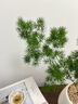 雅韻閣蓬萊松盆栽辦公室綠植好養活室內四季常青桌面家養植物小松樹(shù)盆景 放青松-A級蓬萊松【大疊橢圓#雪白】 帶盆栽好 曬單實(shí)拍圖