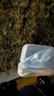 【動物奶油】雙拼千層蛋糕（焦糖+開心果） 4塊/400g 曬單實拍圖