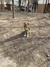 柒哦狗狗牽引繩胸背帶項(xiàng)圈大型犬防爆沖狗脖圈金毛大狗專(zhuān)用狗繩子狗鏈 黑紅色【單胸背 不含繩】 XL（建議體重46-90斤） 曬單實(shí)拍圖