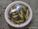 老G翠花方塊餌料鰱鳙野釣全能巨物 【2號】腥香（慢霧化3-5小時(shí)） 曬單實(shí)拍圖