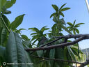 鉆石牌工業(yè)風(fēng)扇大風(fēng)力電風(fēng)扇牛角扇大功率工業(yè)大風(fēng)扇工廠車間商用立式落地扇吹除甲醛FS-75 曬單實拍圖