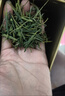 接運貓安吉白茶【一斤】2025新茶特級珍稀口糧綠茶正宗明前春茶嫩芽茶葉 250克半斤裝 正宗安吉白茶 曬單實(shí)拍圖