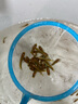 龍王恨野戰藍鯽老版釣魚(yú)餌料老三樣餌料正品野釣魚(yú)餌料通殺窩料餌 野戰藍鯽300g【一包】 曬單實(shí)拍圖