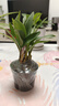 艾瑩七彩香水石斛蘭花四季開花好養(yǎng)綠植濃香型石斛室內(nèi)植物花卉盆栽 5苗連體 七彩石斛 裸根發(fā)貨 曬單實拍圖