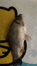 光威（GW）光威（GW） 光威速龍投二代海釣竿超硬調(diào)釣魚桿拋投魚竿海竿 2.7m +速龍X40+10號鉤+線5號 曬單實(shí)拍圖