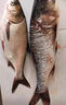 霸王捆爆炸網(wǎng)捕魚網(wǎng)神器釣魚抓魚全套撒網(wǎng)白條粘魚網(wǎng)絲網(wǎng)手拋網(wǎng) 5/7/9目＋配件(釣2兩至3斤) 曬單實(shí)拍圖