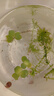 浮萍水草養(yǎng)魚(yú)養(yǎng)龜凈化水質(zhì)水芙蓉魚(yú)缸造景裝飾真水草水培植物好養(yǎng) 水芙蓉2顆（小規(guī)格） 曬單實(shí)拍圖