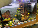 燕之雁 南美缸射燈 水陸雨林缸三色可調(diào)焦射燈 魚缸照明水草燈 3w 曬單實(shí)拍圖