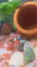 黃金大胡子魚大帆紅藍(lán)眼胡子24K胡子除藻工具魚清潔魚 黃金胡子2-2.5cm4條+1條備損 曬單實(shí)拍圖