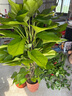 大葉綠蘿柱盆栽辦公室大型綠植物室內(nèi)除甲醛神器百搭好養(yǎng)活 新房必備【活動款】大葉綠蘿柱1.2-1.3米原盆 曬單實(shí)拍圖