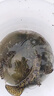 熊火擋水板jig胡須佬復(fù)合亮片旋轉(zhuǎn)路亞假餌鱸魚反應(yīng)餌鉛頭鉤防掛黑坑 擋水板JIG（7克）-2只裝 曬單實拍圖