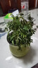 愛你一萬年含羞草小盆栽室內(nèi)陽臺植物四季常青易種花卉怕羞草害羞草趣味植物 含羞草【綠色可愛馬卡龍盆】 曬單實拍圖