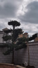 羅漢松樹(shù)苗大樹(shù)雀舌米葉迎客松老樹(shù)樁別墅庭院盆栽盆景造型大樹(shù)種 10公分粗(別墅精品造型) 其他 曬單實(shí)拍圖