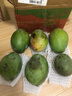 集南鮮 凱特芒果 四川攀枝花芒果當季大青皮黃皮大芒果新鮮水果整箱 含箱10斤  單果400g起  凈重9斤 曬單實(shí)拍圖
