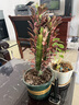 紫龍骨綠龍骨多肉植物綠植仙人掌仙人球麒麟仙人球盆景花卉植物 紫龍骨30cm高+加侖盆送底托 曬單實拍圖