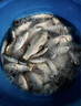 西部風(fēng)老壇甜薯原漿甜薯玉米粉碎搓餌野釣魚(yú)食打窩垂釣打窩料釣魚(yú)餌料西部風(fēng)老壇甜薯原漿300g*2包正品保證 曬單實(shí)拍圖