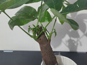 ?【包活】發(fā)財(cái)樹盆栽鮮花綠植物辦公室內(nèi)吸甲醛綠蘿文竹水培易養(yǎng) 【粗2-3cm】單桿發(fā)財(cái)樹【原盆】 曬單實(shí)拍圖