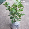 霖畔灌木玫瑰花苗特大花卉濃香綠植物切花盆栽薔薇月季陽(yáng) 白雪山 曬單實(shí)拍圖