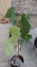 虹越（HONGYUE）葡萄樹(shù)苗盆栽苗花園庭院露臺爬藤水果苗多年生易養果樹(shù)苗 【果味香甜】寒香蜜 1加侖帶盆栽好 曬單實(shí)拍圖