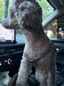 puppytie狗狗牽引繩狗繩子遛狗繩背心式泰迪寵物胸背帶名字可定制 牛仔藍-胸背帶 XS-超小型 建議4-10斤 曬單實(shí)拍圖