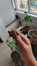 山東煙臺棲霞紅富士嫁接蘋(píng)果苗新2001條紅蘋(píng)果水晶紅富士蘋(píng)果樹(shù)苗 1公分粗左右 曬單實(shí)拍圖