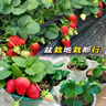 嫣藍四季草莓苗盆栽地栽種植裸根草莓小苗 裸根10棵源頭直發(fā) 曬單實(shí)拍圖