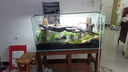 瘋狂水草魚(yú)缸水草泥和種子造景套餐10L草缸全套造景水草泥底沙水草缸底砂 曬單實(shí)拍圖