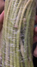 新鮮長蒜苔30cm長度粗細適中色澤飽滿高品質生鮮蒜苔 蒜臺1斤 曬單實拍圖