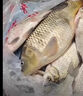 本諾釣魚傘萬向大釣傘防風(fēng)防暴雨傘釣魚拐杖傘漁具加厚防曬戶外遮陽傘 2.4#一口價【機械臂拐杖】黑紅 12棱防轉(zhuǎn)機械臂調(diào)節(jié) 曬單實拍圖