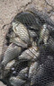 畫中仙魚竿手桿超輕超硬釣魚竿鯽魚竿野釣碳素小綜合竿黑坑綜合桿臺釣竿 4.5m 28調(diào)+釣魚禮包 曬單實(shí)拍圖